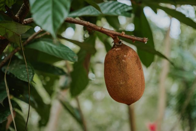 frutos del Amazonas con increíbles beneficios