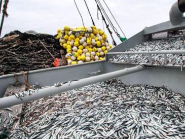 ya se pescó más de 2 millones de toneladas de anchoveta