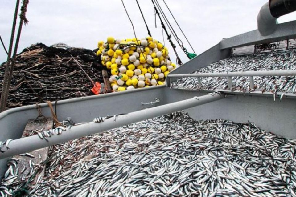 ya se pescó más de 2 millones de toneladas de anchoveta