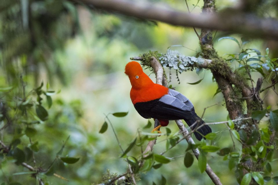 protección por 30 años para el paisaje Manu-Purús