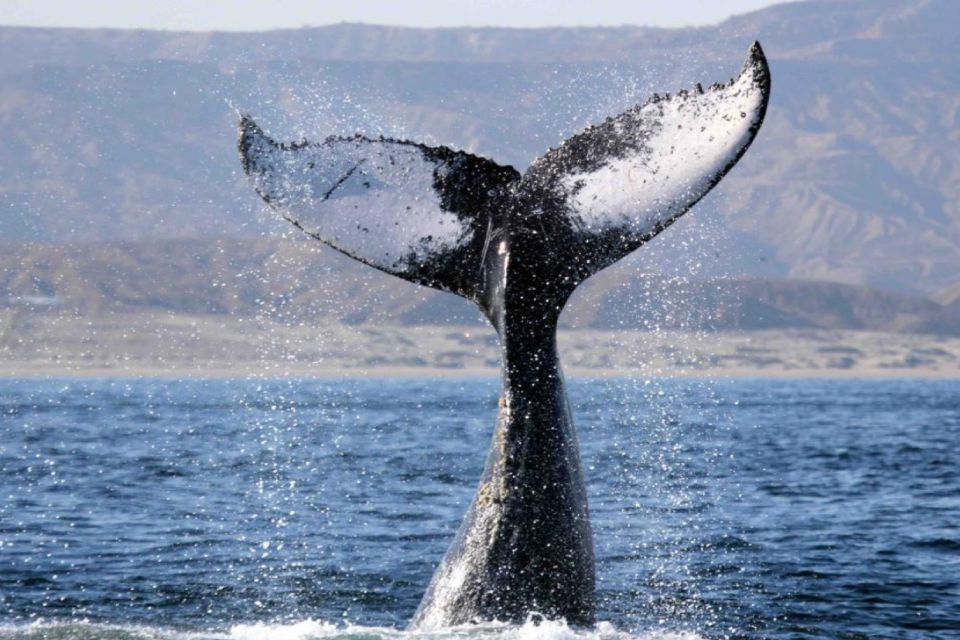 “Ballenas a la vista”: Inicia temporada de avistamiento de ballenas