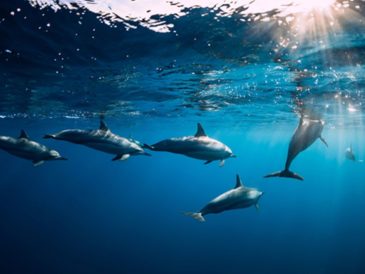 Día Mundial de las ballenas y delfines: ¿Qué hace el Perú para cuidar estos mamíferos marinos?