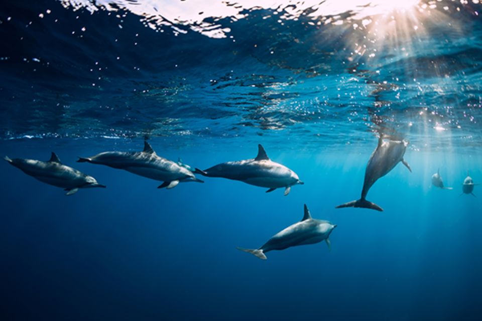 Día Mundial de las ballenas y delfines: ¿Qué hace el Perú para cuidar estos mamíferos marinos?