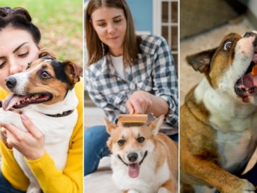 Día Mundial del Perro: 03 tips claves para el cuidado de tu mascota