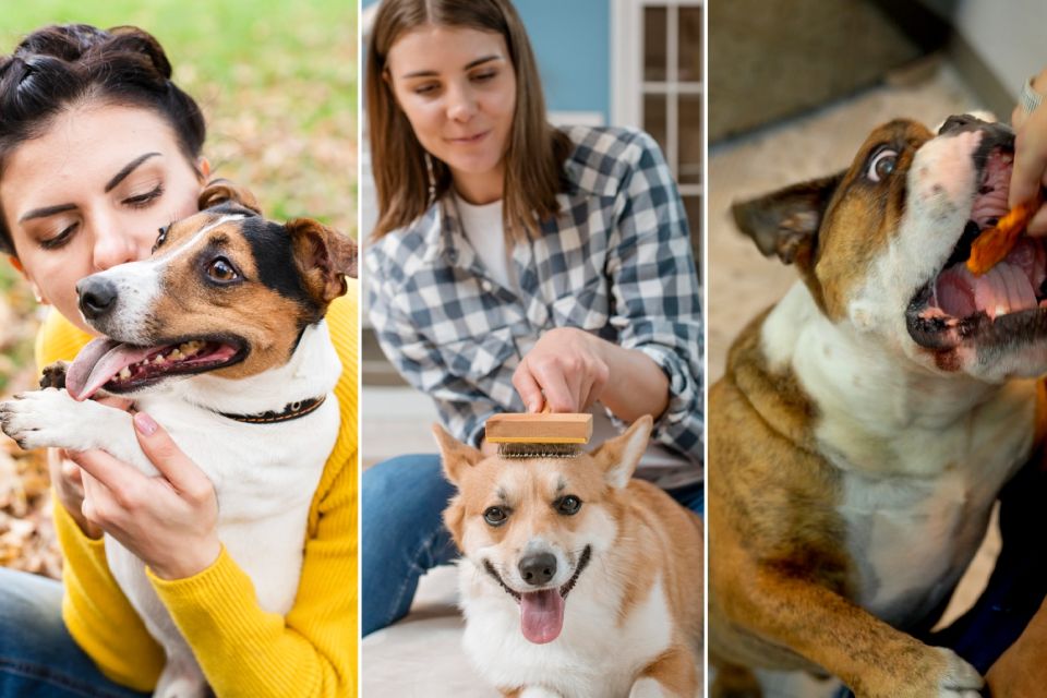 Día Mundial del Perro: 03 tips claves para el cuidado de tu mascota