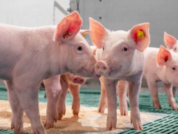 Vacuna Circumvent CML llega a Perú con triple protección en una sola dosis