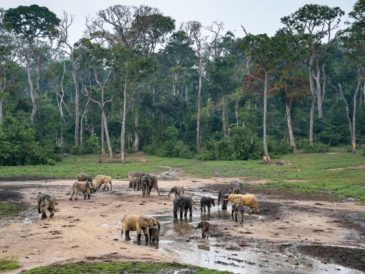 IBM y WWF-Alemania