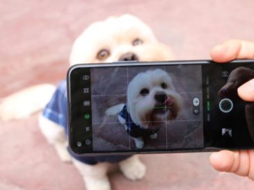 Consigue las mejores fotos de tu mascota
