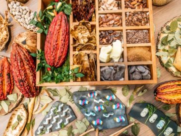 EXPERIENCIA DEL CACAO