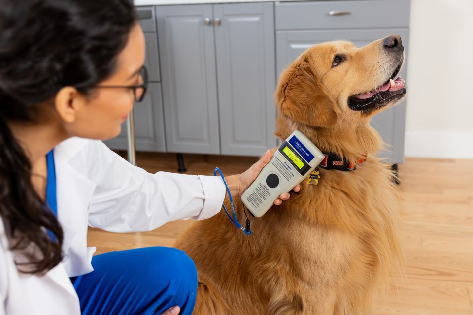 Medicina Veterinaria para nuestras mascotas