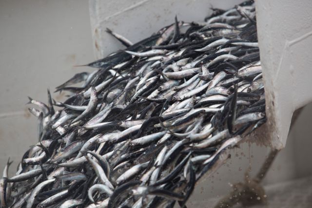 sostenibilidad de la pesca peruana de anchoveta