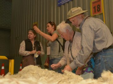 Alpaca Fiesta 2024