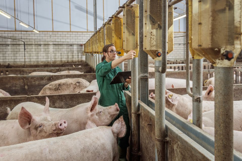 bienestar de los animales en granjas