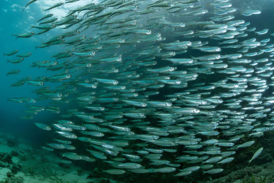 sostenibilidad de la pesca peruana de anchoveta