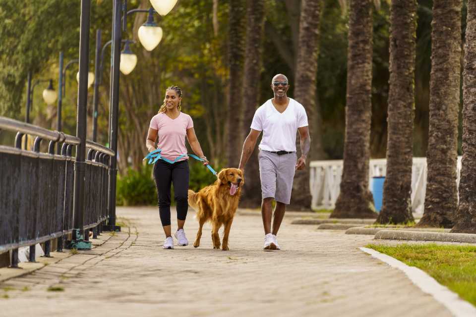 Cómo prevenir la diabetes canina