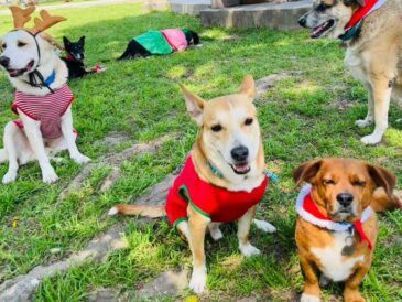 Navidad peluda: Rescate de mascotas de las calles