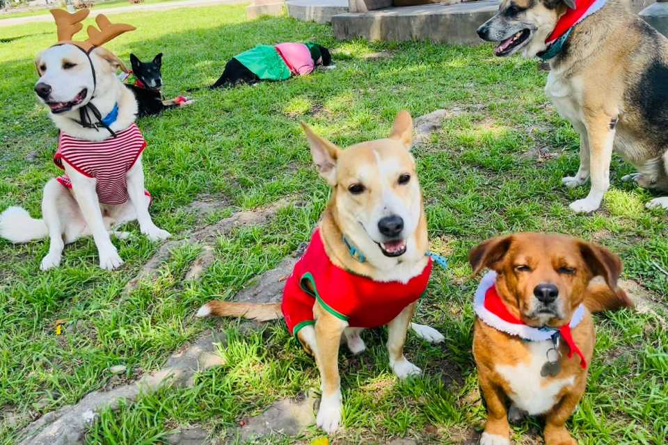 Navidad peluda: Rescate de mascotas de las calles