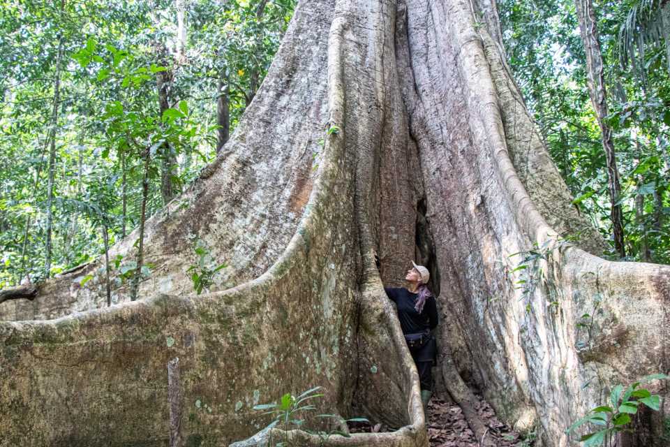 Regala un gran árbol amazónico