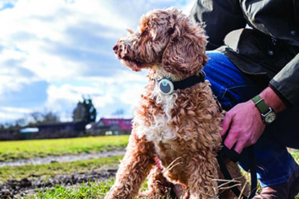 Tu amigo fiel: ¿Qué debes considerar para la adopción de un perro?