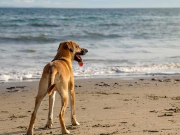 Claves esenciales para cuidar la salud de tu perro en la playa