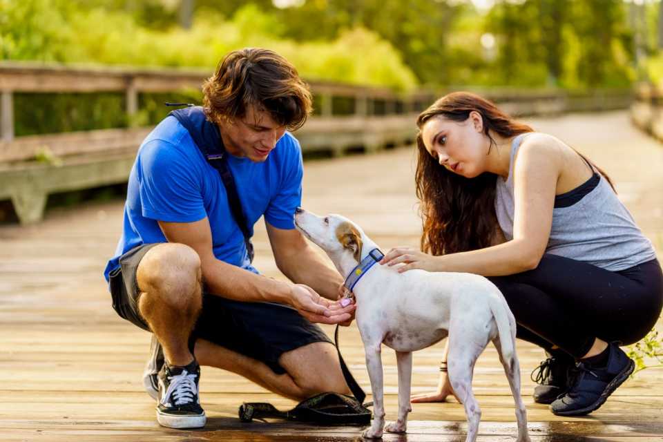 golpe de calor en perros y gatos