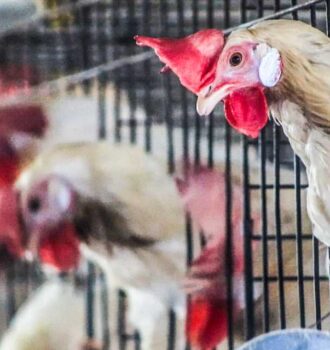 gallinas libres de jaulas