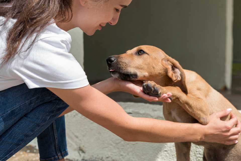 Adopción responsable de una mascota