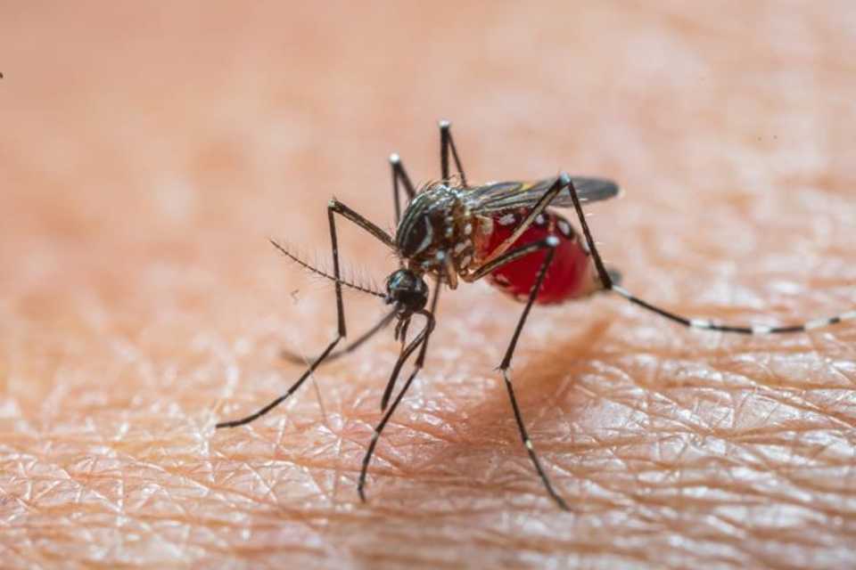 Dengue sigue en aumento: cifras en Perú