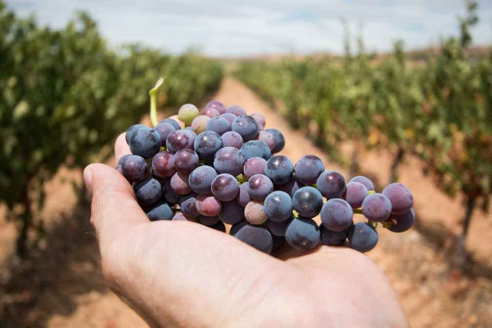 Piura fortalece su agroexportación