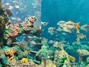Toma fotos bajo el agua con el OPPO Reno13 F