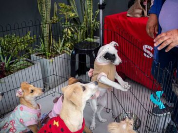 SuperPet lanza su 4ta Jornada Nacional de Adopciones