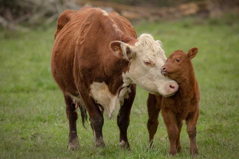 maternidad trasciende la especie