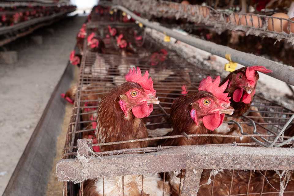 producción de huevos en Perú