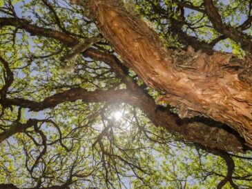 28 de junio, Día Internacional del Árbol