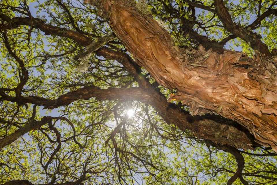 28 de junio, Día Internacional del Árbol