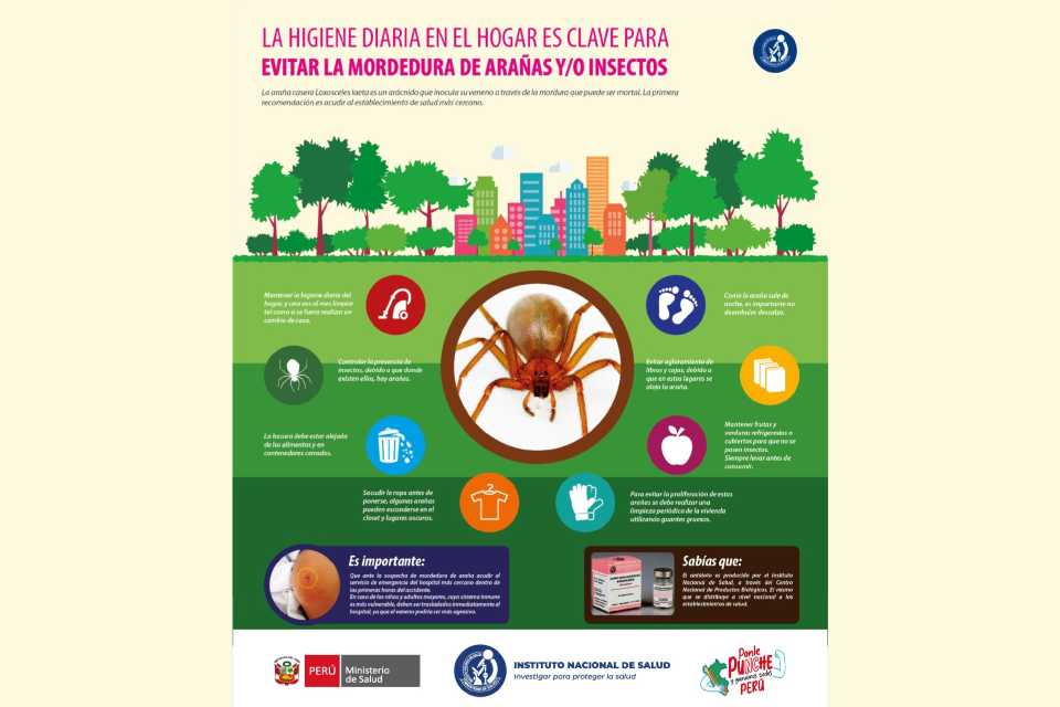 Invierno aumenta riesgo de mordedura de araña casera