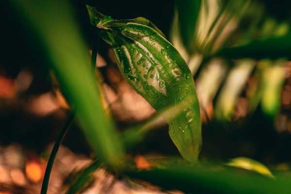 Natura presenta sus compromisos
