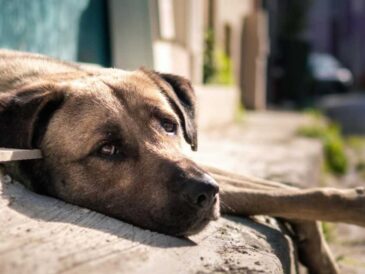 Adopción Animal Responsable: Guía Completa