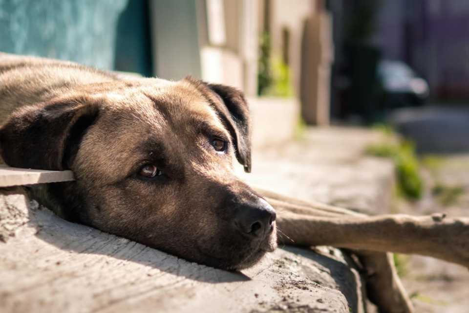 Adopción Animal Responsable: Guía Completa