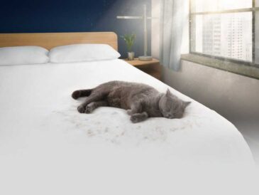 Día del Gato: ¿Cómo eliminar pelos fácilmente?
