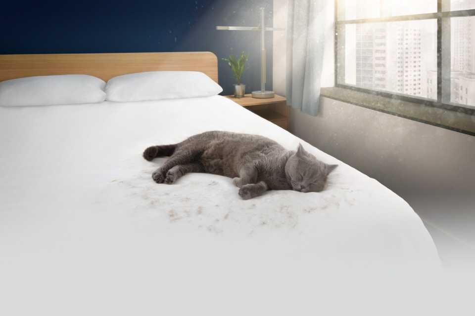 Día del Gato: ¿Cómo eliminar pelos fácilmente?