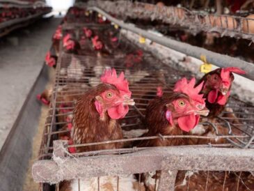 Latinoamérica avanza con huevos libres de jaulas