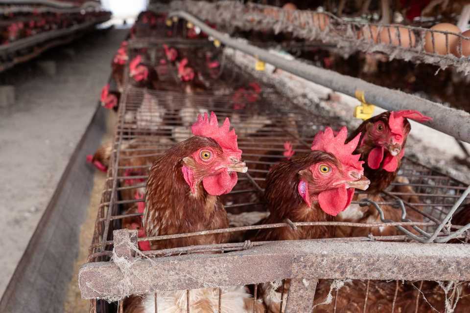 Latinoamérica avanza con huevos libres de jaulas