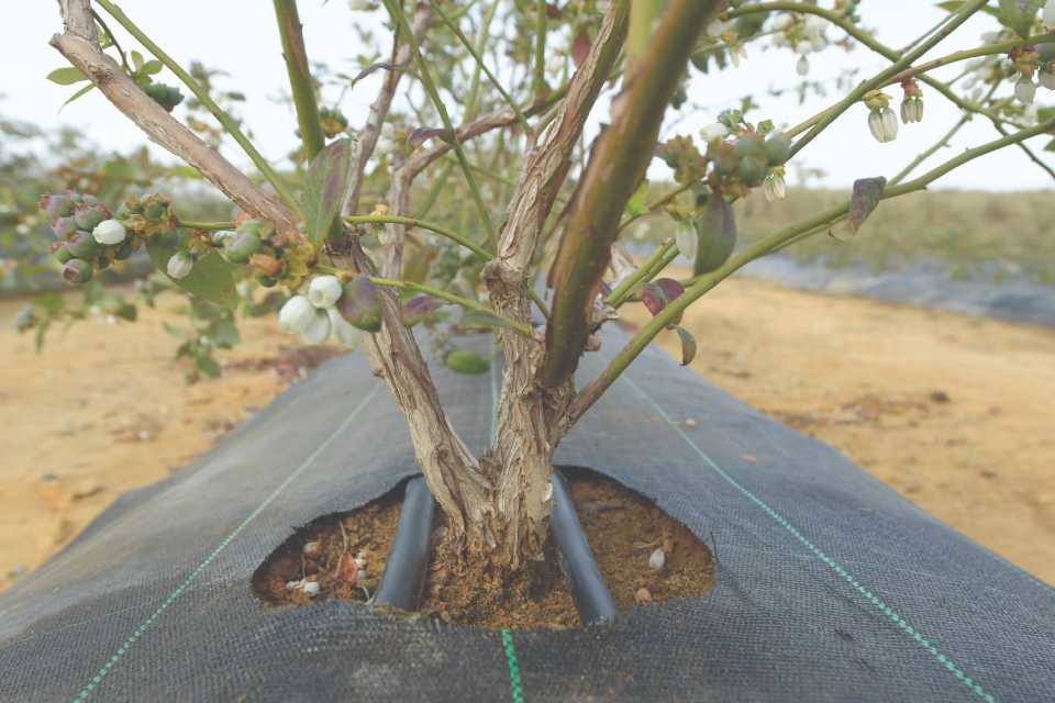 7 prácticas de riego de precisión para lograr arándanos más firmes y resistentes