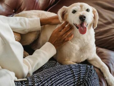 7 cosas que estresan a tu perro