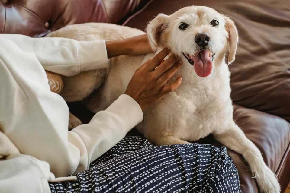 7 cosas que estresan a tu perro