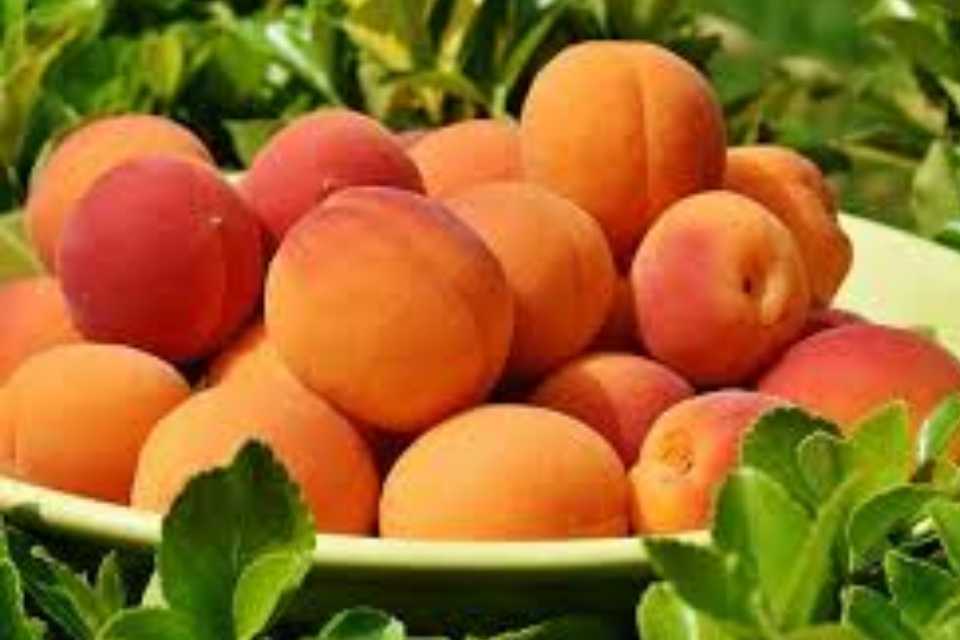 Frutas no aptas para consumo humano