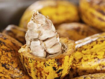 Crisis global del cacao