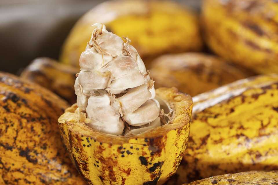 Crisis global del cacao