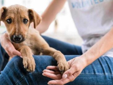 Día de los Animales: la urgencia de apoyar a los albergues